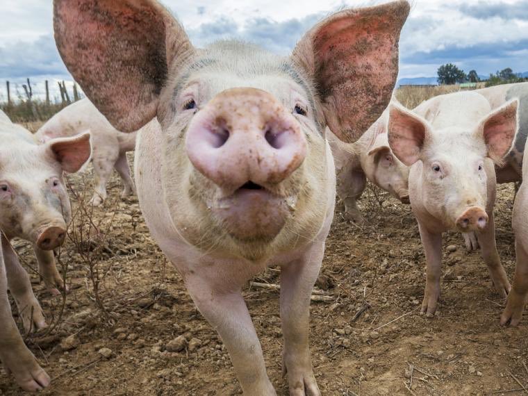 AdeliMR's tweet photo. Hola, somos estudiantes de Filología hispánica y necesitamos vuestra ayuda respondiendo a dos preguntas:
1. ¿Cómo llamáis a este animal?
2. ¿De dónde sois?

Muchísimas gracias 😊
@MariaLuc_99 @paloma268 https://t.co/rY8xdXv1d1