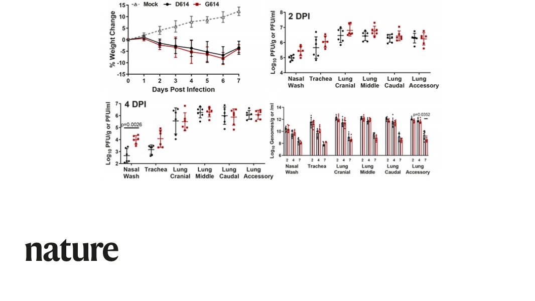 A Nature paper shows that a SARS-CoV-2 mutation that has become dominant over the course of the pandemic increases virus replication. The findings show the importance of the mutation in viral spread, vaccine efficacy, and antibody therapy. go.nature.com/3dWiFZf