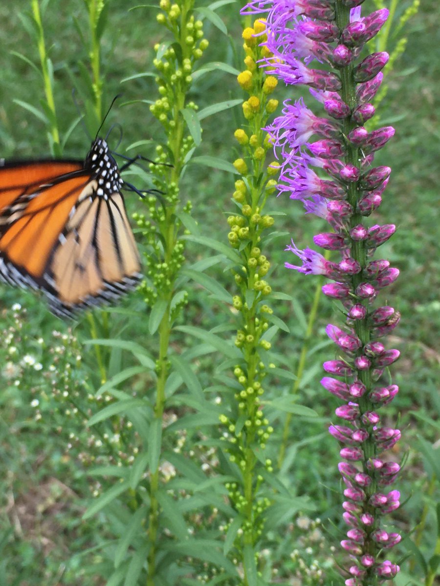 PascoExt's tweet photo. ...and for incredible color contrast, combine the tall spikes of Liatris sp. with yellow spikes of goldenrod. (Bonus - the pollinators will love you!)  #FloridaFriendly #FloridaFallColor  #Pollinators  #FloridaWildflowers  #AttractWildlife https://t.co/MqAvNl3W1G