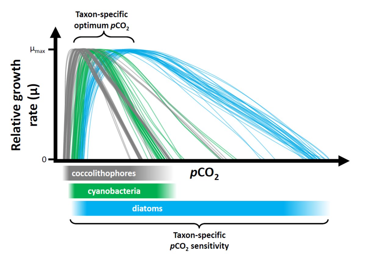 allanah_pl's tweet photo. We suggest this optimum curve should be regarded as the universal response pattern for phytoplankton growth under increasing CO2 and #notjustcoccos. (5/6) https://t.co/IF2VyJFucQ