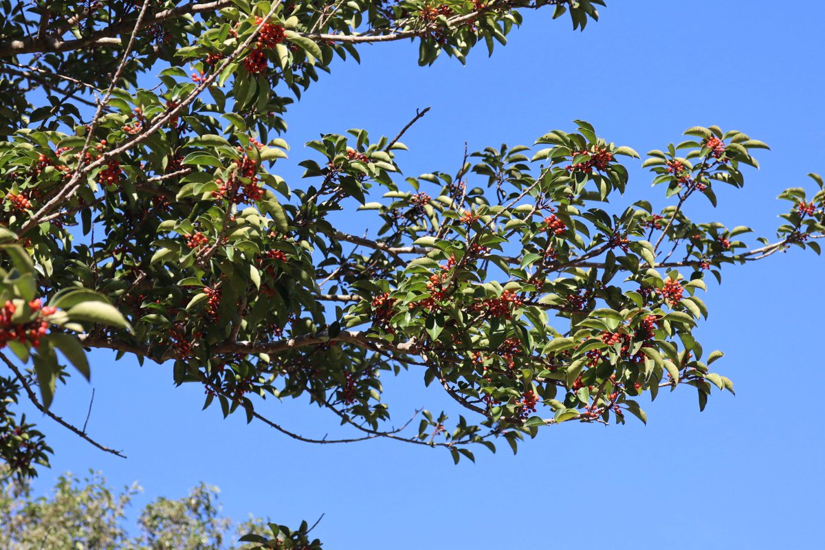 赤い実のなる木 Twitter Search