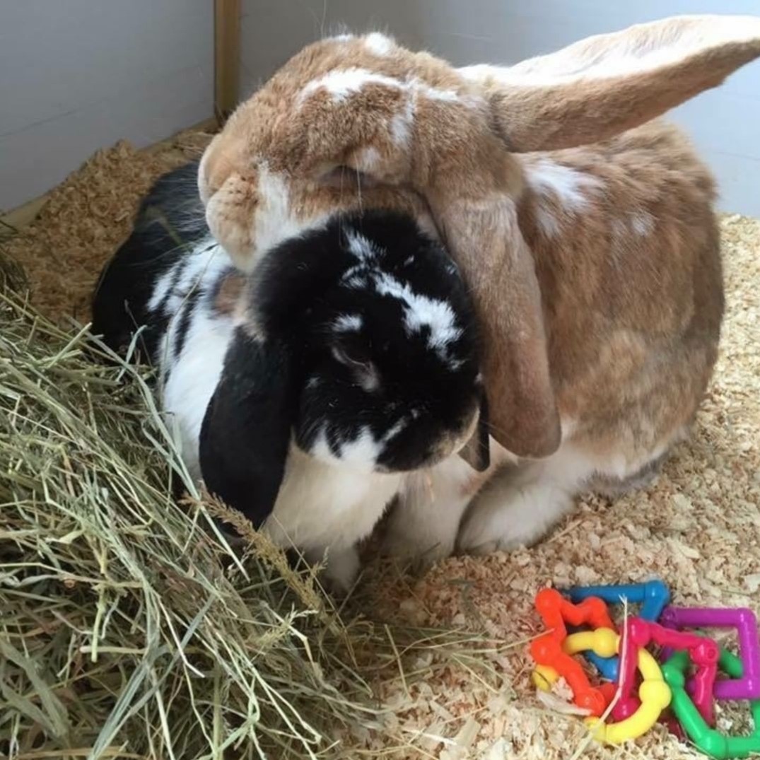 RabbitRWAF's tweet photo. Autumn is a great time to bond two rabbits, but to do this safely the rabbits must be neutered first. Read more on the health and behavioural benefits of neutering: https://t.co/Fm5SZpjidQ #RabbitBonding https://t.co/SOPXxJsqRP