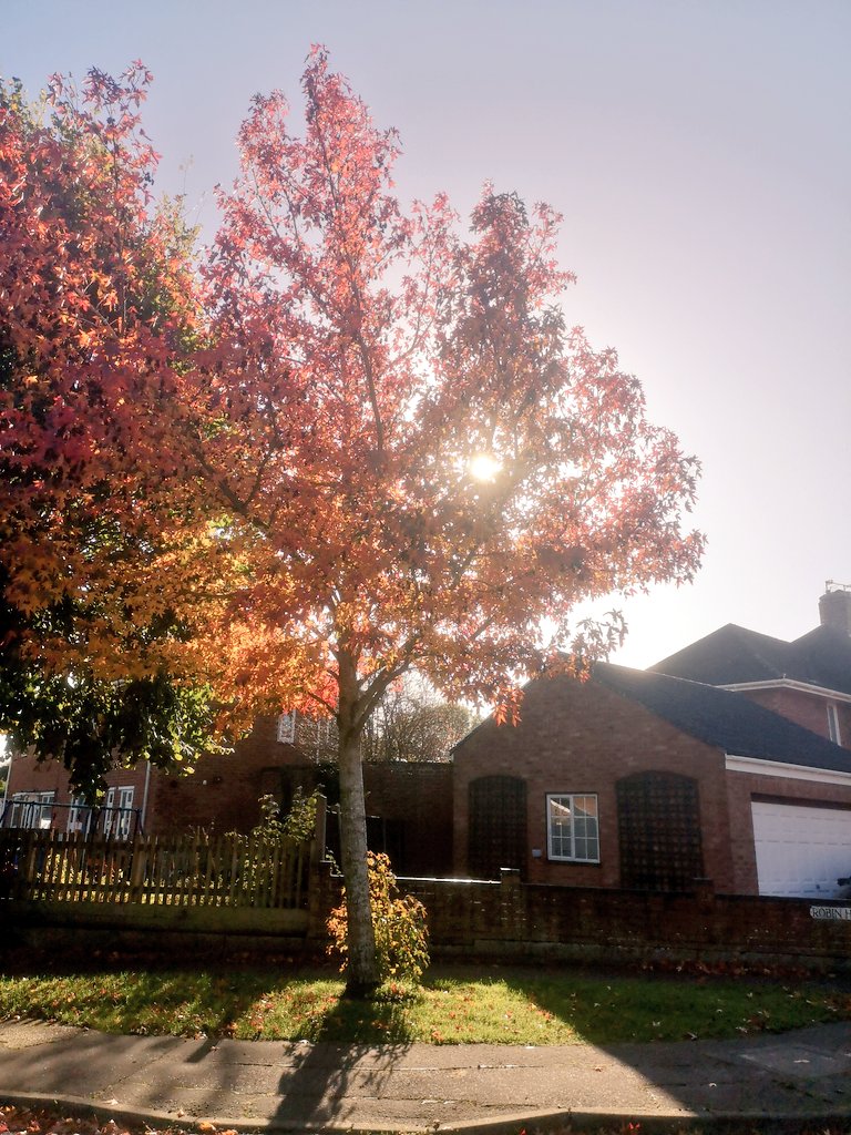 Running2staysa1's tweet photo. Much later than planned, sidetracked by kids, cleaning, twitter etc. But a nice 5km done then some post run yoga. Keeping it gentle. The sun is glorious, autumn colours are always beautiful. #red120 #running2keepthecrazyaway #runningtobeatmyanxiety #loverunning #legorunbuddy https://t.co/Q8R2mcYzII