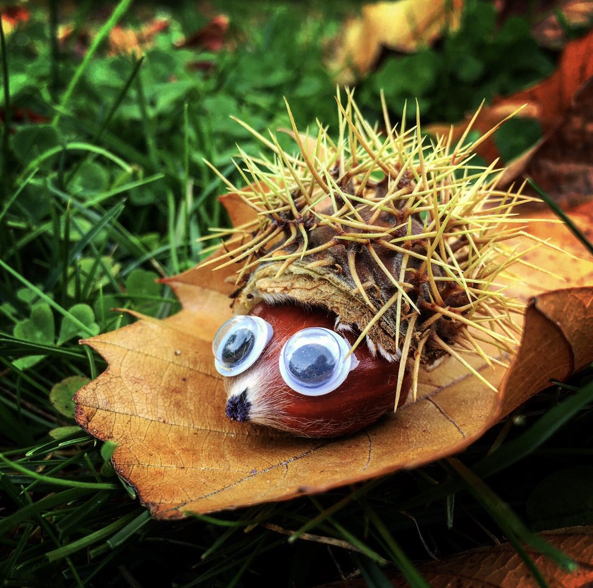 Here’s a simple little activity to do with the kids this time of year. Make a little #hedgehog friend. #autumn #autumncolors #autumnvibes🍁