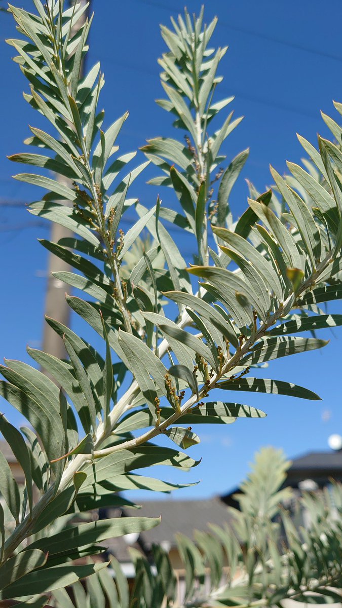 裏花火 最初虫 と思ってぎょっとしたんだけど これはどうやら花芽らしい とうとう咲くのか お前 ブルーブッシュアカシア もう何年育ててるかなあ いわゆる ミモザです 来春はこのままだとちょっとは咲くらしい 園芸覚書