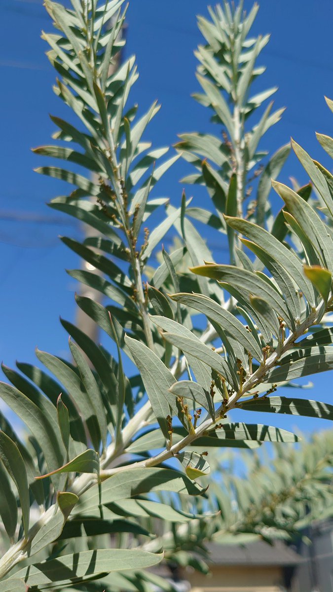 裏花火 最初虫 と思ってぎょっとしたんだけど これはどうやら花芽らしい とうとう咲くのか お前 ブルーブッシュアカシア もう何年育ててるかなあ いわゆる ミモザです 来春はこのままだとちょっとは咲くらしい 園芸覚書