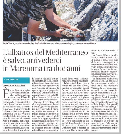 ISPRA_Press's tweet image. E' salva la giovane berta nata a luglio sull'isola di #Pianosa  -  che ha rischiato la vita attratta da un traghetto a #Civitavecchia, grazie ai suoi soccorritori, tra cui Nicola #Baccetti #Ispra Progetto @LifePonDerat. Leggi l'articolo de @iltirreno 👉pdf.p-review.it/ispra/55386-19…