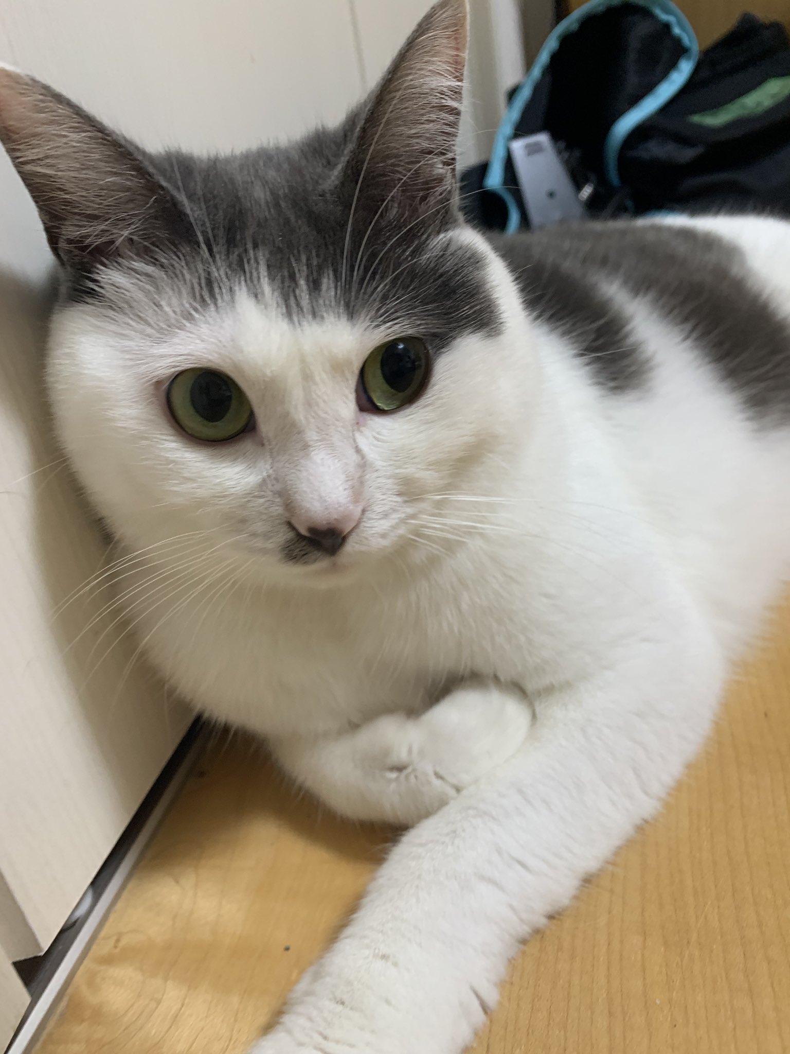サンシャイン池崎 超裏垢 ふうちゃんらいちゃんねる更新 毎度毎度可愛い過ぎんだよ コンチクショー T Co Fjdghzih0x T Co Wltz2tx7ce Twitter