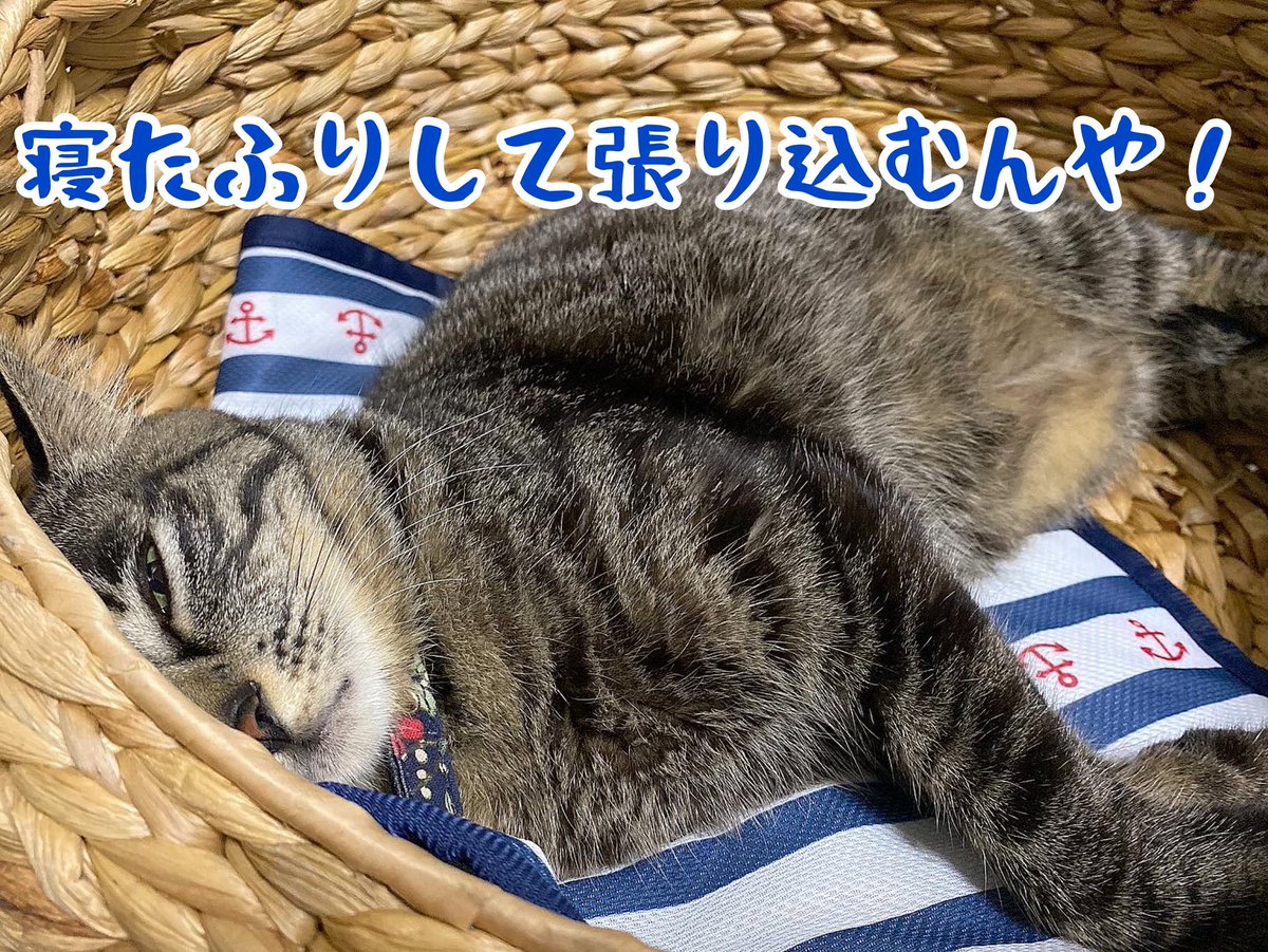 総合探偵社 ピースキーパー アイビー探偵 Detective Pk Twitter