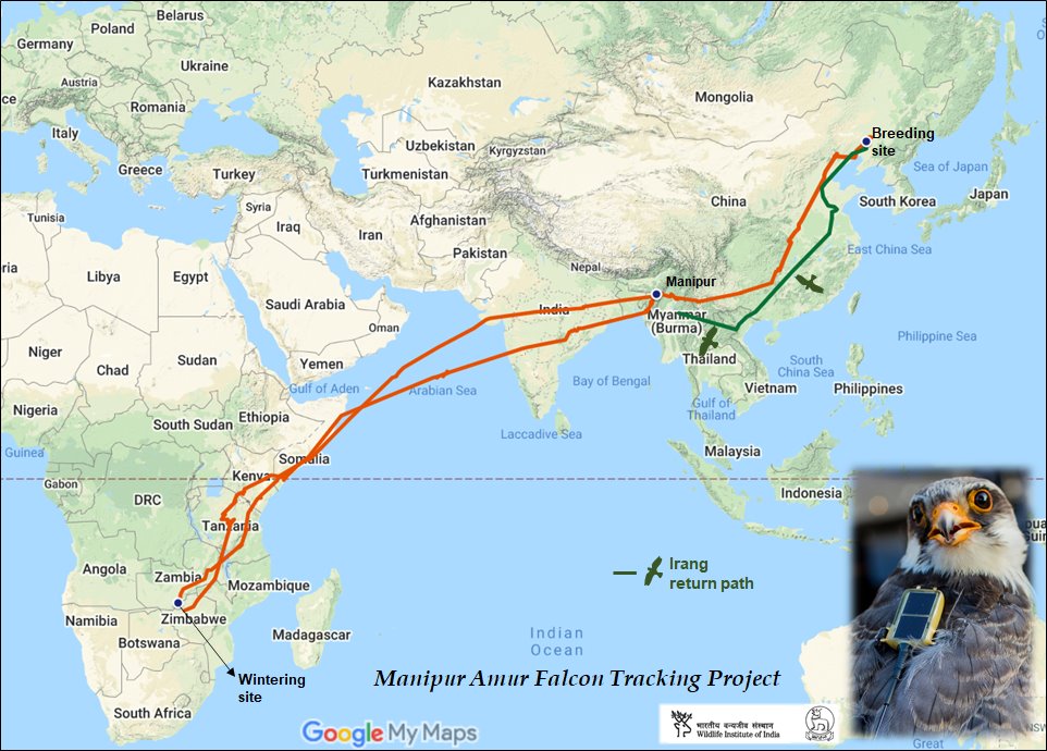 AnkitKumar_IFS's tweet photo. Irang &amp; Chiulan have returned back and Manipur is celebrating.

For the 1st time the two Amur Falcons that were tagged in Manipur have returned back to the State, completing their migratory route of whooping 29,000 km.

@tassermillo @wiiofficial1 https://t.co/i4ozG8IwwK