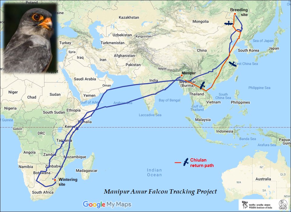 AnkitKumar_IFS's tweet photo. Irang &amp; Chiulan have returned back and Manipur is celebrating.

For the 1st time the two Amur Falcons that were tagged in Manipur have returned back to the State, completing their migratory route of whooping 29,000 km.

@tassermillo @wiiofficial1 https://t.co/i4ozG8IwwK