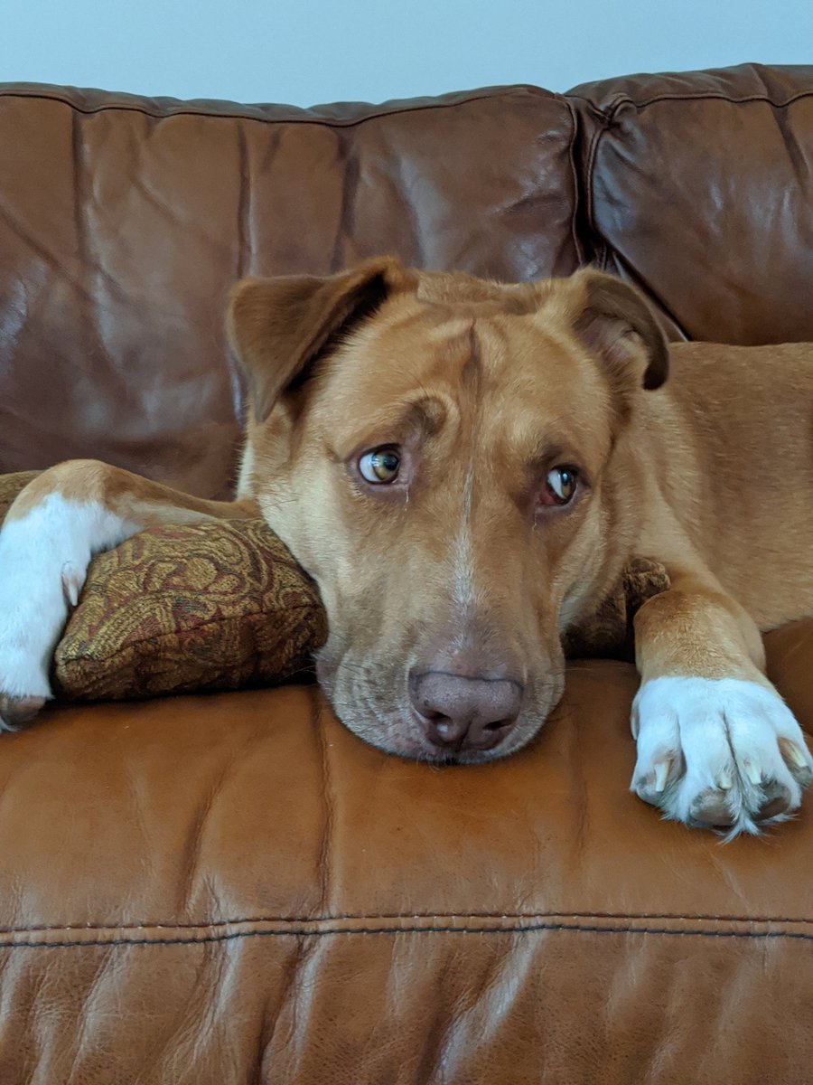 Madeline Thomas tweet media