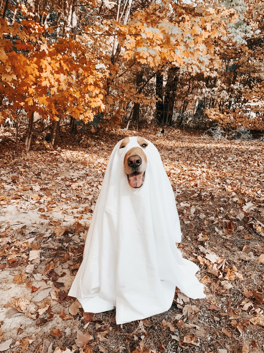 Riley_Jo3's tweet photo. Spooky boy 👻🎃 https://t.co/x0KIe84hKZ