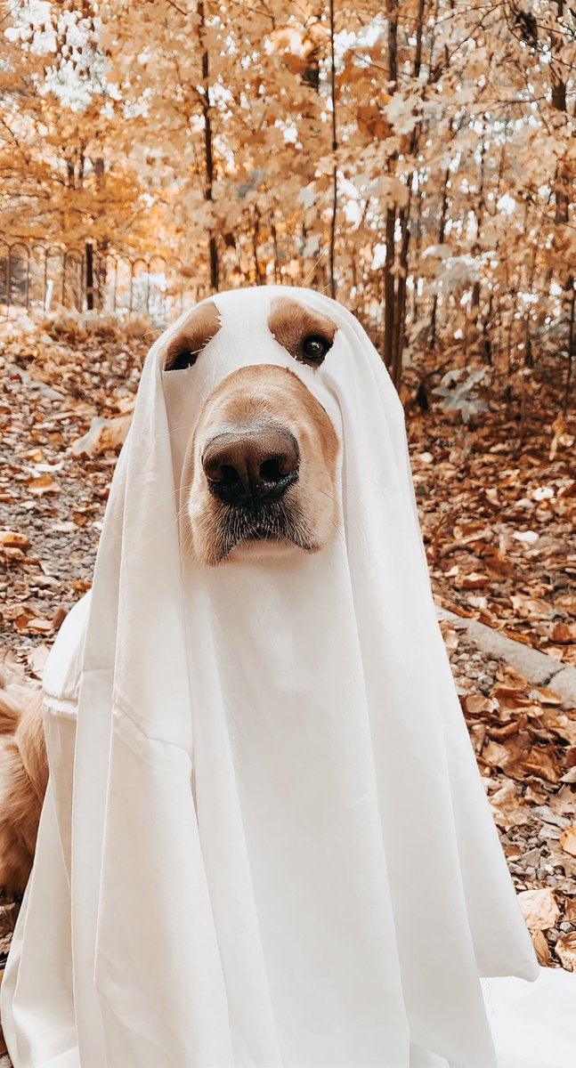 Riley_Jo3's tweet photo. Spooky boy 👻🎃 https://t.co/x0KIe84hKZ