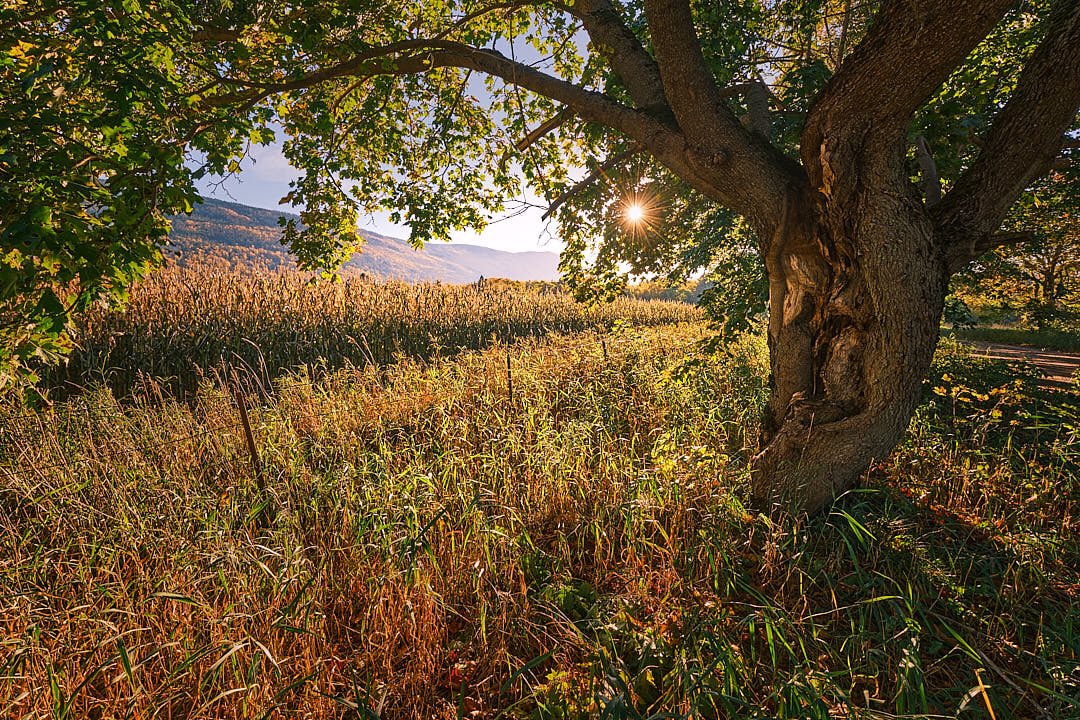 Scott Grant (@scottroninphoto) on Twitter photo Took a little drive down Maple Road not too long ago and just as suspected everything was right in the world!
#humbervalley #westernnewfoundland #fallcolour #fallcolor #hammondfarm #maple #mapleleaf #mapletree #sunstar #farm #farmlife #fujifilm #xt30 #xf1024
<a href="/fujiguys/">The Fuji Guys</a> Took a little drive down Maple Road not too long ago and just as suspected everything was right in the world!
#humbervalley #westernnewfoundland #fallcolour #fallcolor #hammondfarm #maple #mapleleaf #mapletree #sunstar #farm #farmlife #fujifilm #xt30 #xf1024
<a href="/fujiguys/">The Fuji Guys</a>