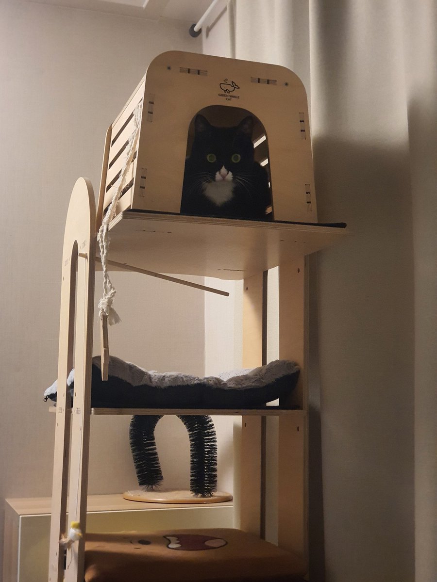 쥬인이 안마기로 안마받는 모습이 괴상한 세살....퐁당...