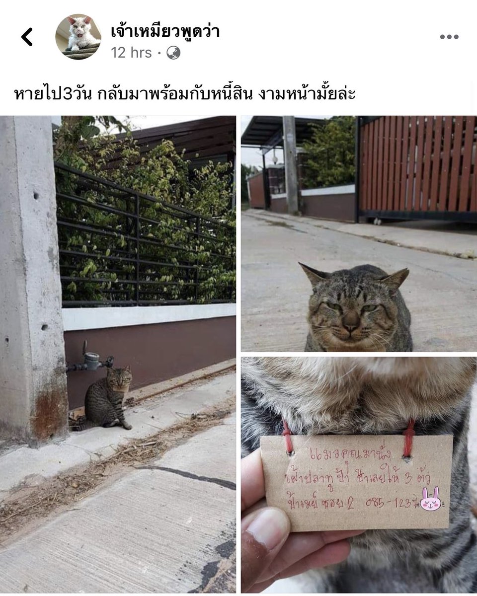 ✿。꒰ ลักยิ้มของน้งอาซาฮิ♡̷̷̷. ꒱ tweet media