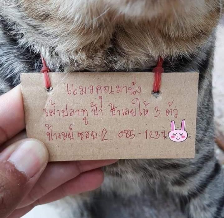 ✿。꒰ ลักยิ้มของน้งอาซาฮิ♡̷̷̷. ꒱ tweet media