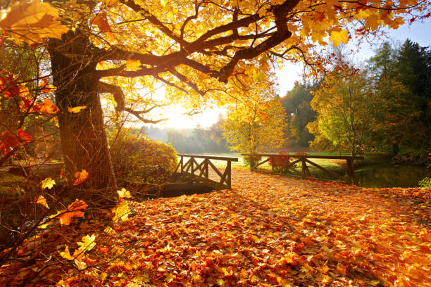 ActiveCambria's tweet photo. Don't forget @colegcambria staff and students to get outside and do your exercise today. Take in the beautiful autumn colours and some Vitamin D. #exercisediary. https://t.co/N8SLFqM5U0