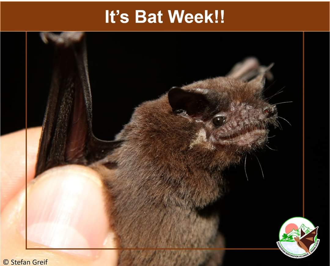 ERAIndianOcean's tweet photo. It's #batweek🦇! Bats play vital roles in ecosystems.Yet, they're declining nearly everywhere on the planet. They're imminently threatened by habitat loss, pesticide
over-use,climate change, persecutions and much more. 🦇

#BatWeek #OctoberIsForBats #BatsAreCool #ERA https://t.co/l19WwMa15I