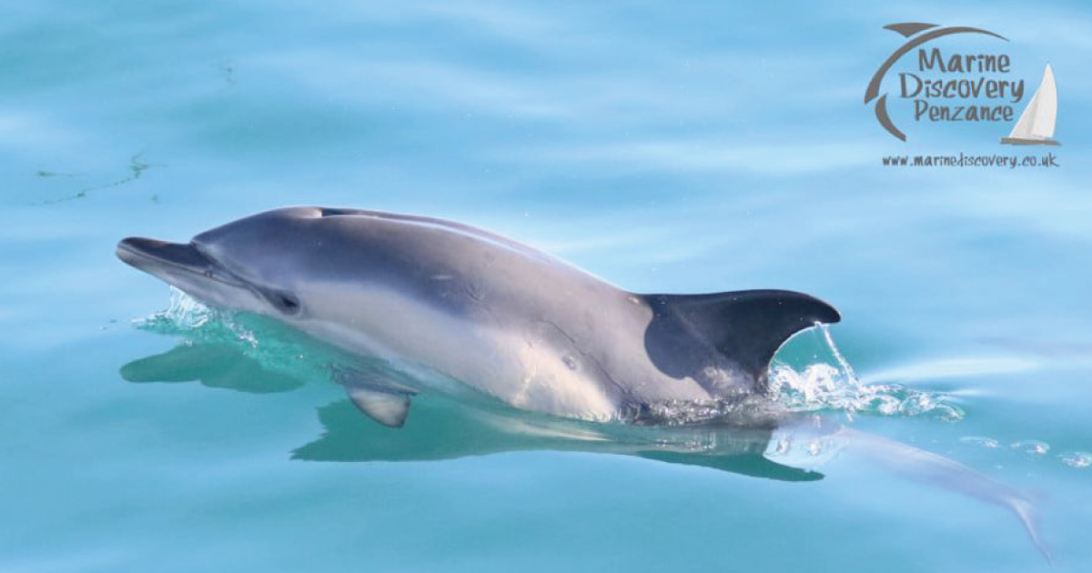 Escape2Penzance's tweet photo. Discover @Marine_Discover Penzance, W.Cornwall's original wildlife boat tour🛥️

With limited numbers for distancing, have memorable experiences in #MountsBay with sightings of #harbourporpoises #dolphins #greyseals #bluefintuna &amp; sometimes #minkewhale  🐬🐟🐋

#marinelife 💙 https://t.co/g0atg564yY