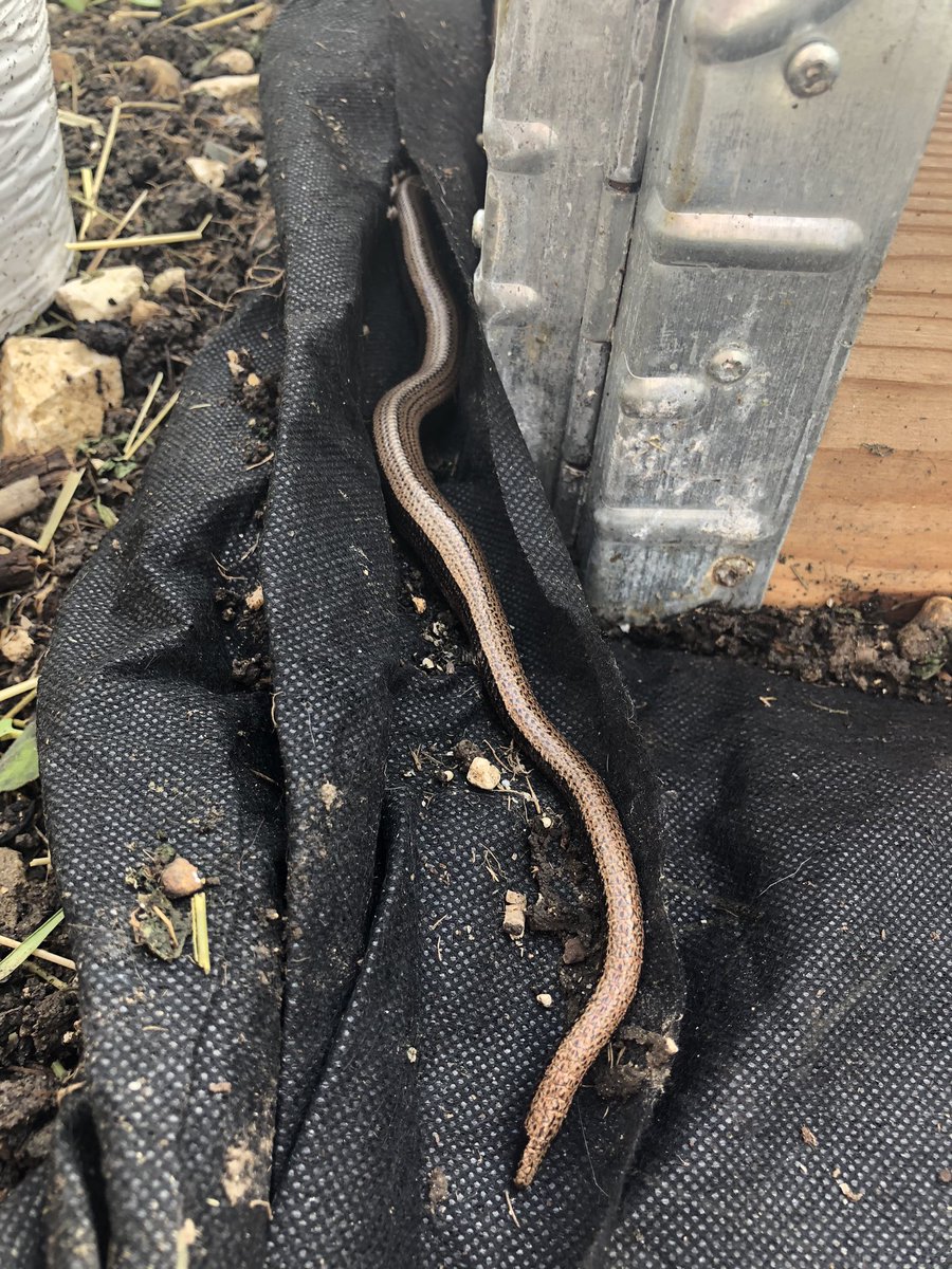 vickybarlo's tweet photo. I think my garden clearance yesterday probably inconvenienced these two lovelies. I didn’t touch them because there’s a hedge with undergrowth for them less than a metre away. WARNING Contains slow worms #NotSnakes https://t.co/4CVE4tFteb