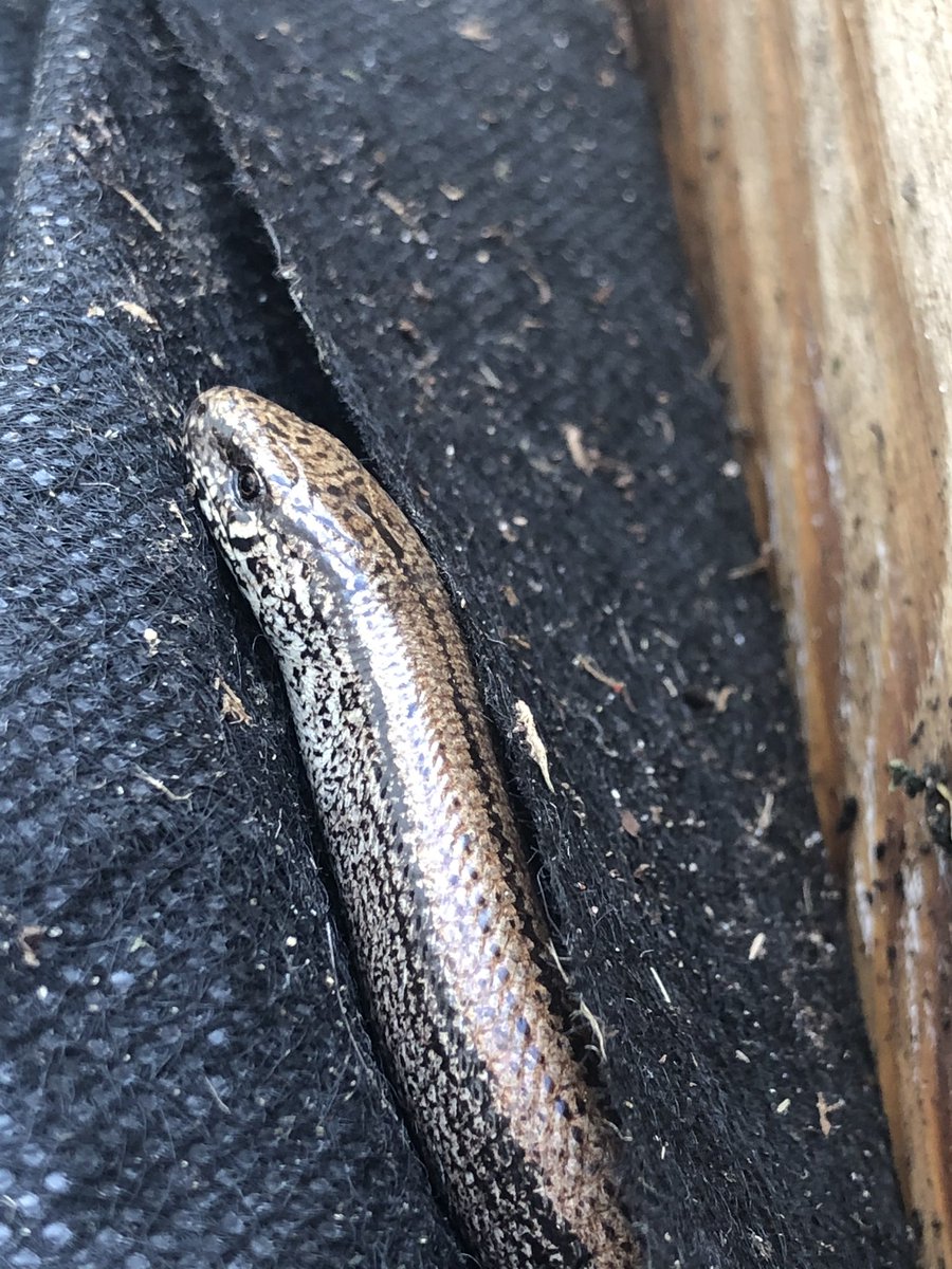 vickybarlo's tweet photo. I think my garden clearance yesterday probably inconvenienced these two lovelies. I didn’t touch them because there’s a hedge with undergrowth for them less than a metre away. WARNING Contains slow worms #NotSnakes https://t.co/4CVE4tFteb