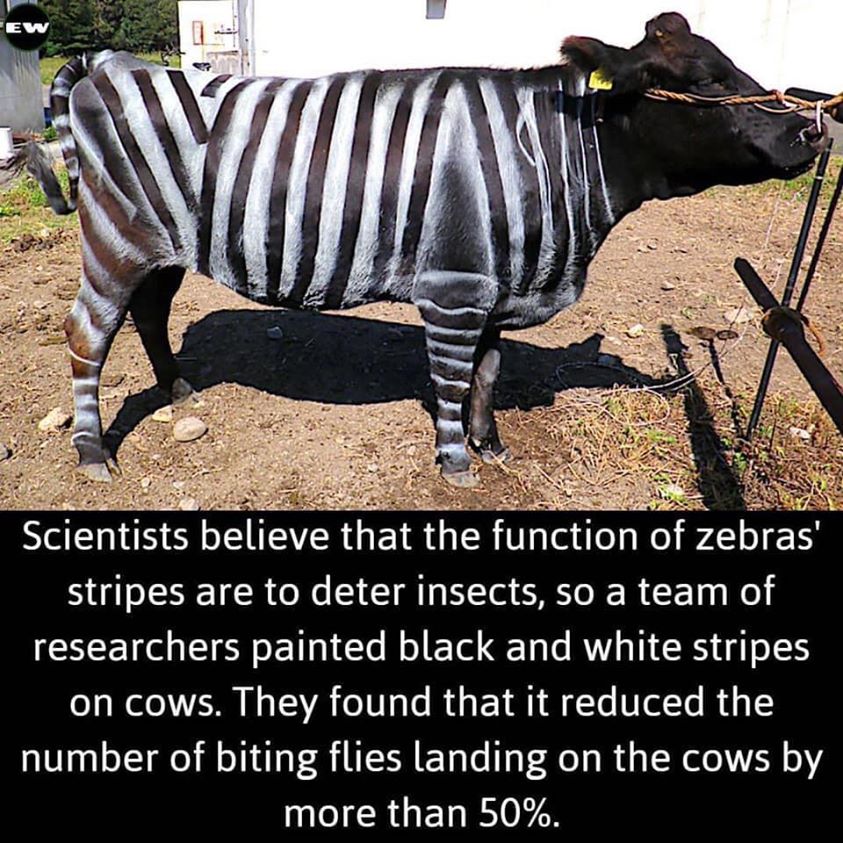 2020 recapped in images--NOT chronological