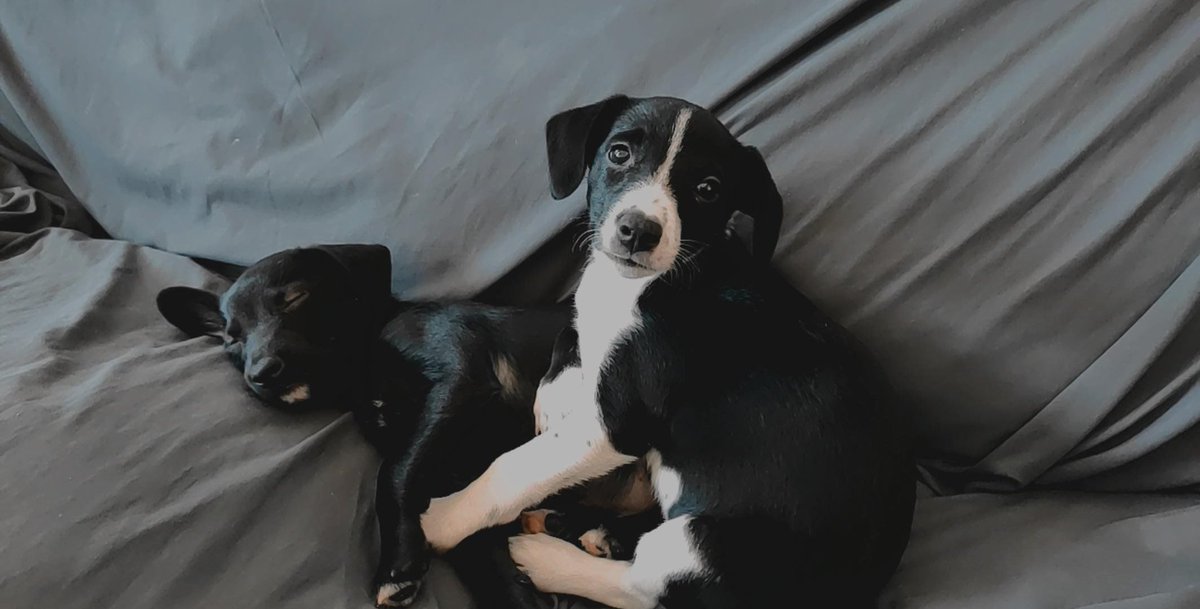 membrix's tweet photo. ¿Nos ayudáis a encontrarles un hogar definitivo a estos dos hermanitos? Los tenemos de acogida en Sevilla. Son súper buenos. ❤️🐾 https://t.co/aGxdAFSZaL