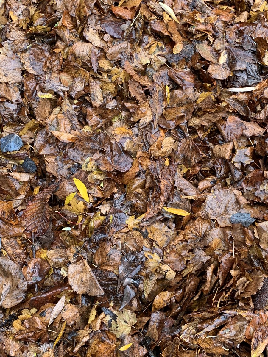 maidment_jeremy's tweet photo. Love the leaf colours around the base of trees and on some shrubs. Beauty to be found at anytime when out and about. #morningwalk #leafcolour #leaves #trees #Autumn #October https://t.co/zf5Zk22lJs