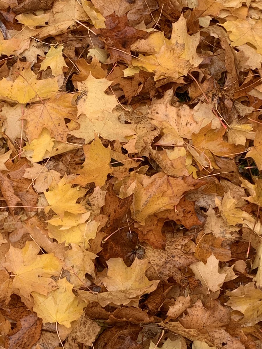maidment_jeremy's tweet photo. Love the leaf colours around the base of trees and on some shrubs. Beauty to be found at anytime when out and about. #morningwalk #leafcolour #leaves #trees #Autumn #October https://t.co/zf5Zk22lJs