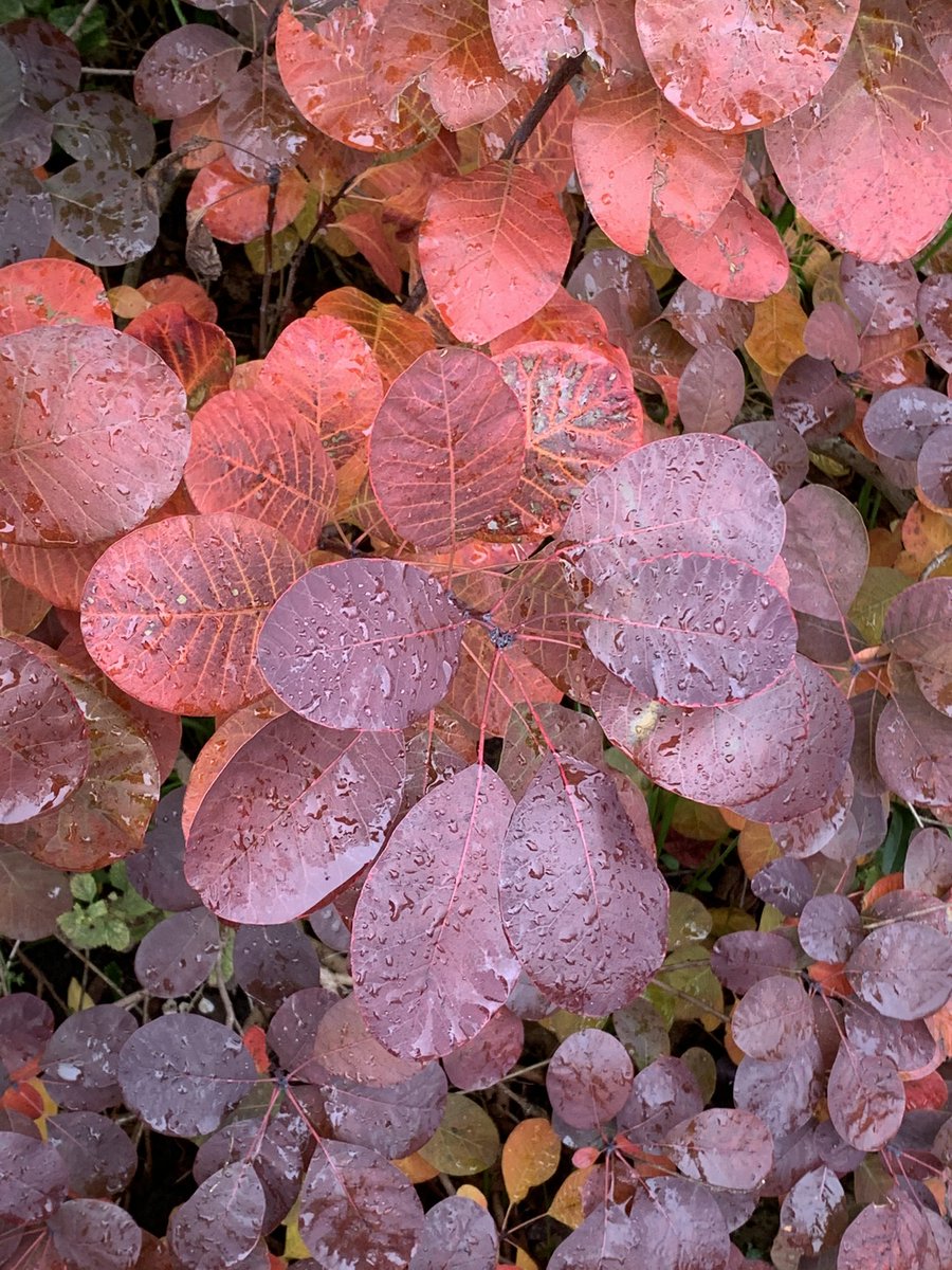 maidment_jeremy's tweet photo. Love the leaf colours around the base of trees and on some shrubs. Beauty to be found at anytime when out and about. #morningwalk #leafcolour #leaves #trees #Autumn #October https://t.co/zf5Zk22lJs