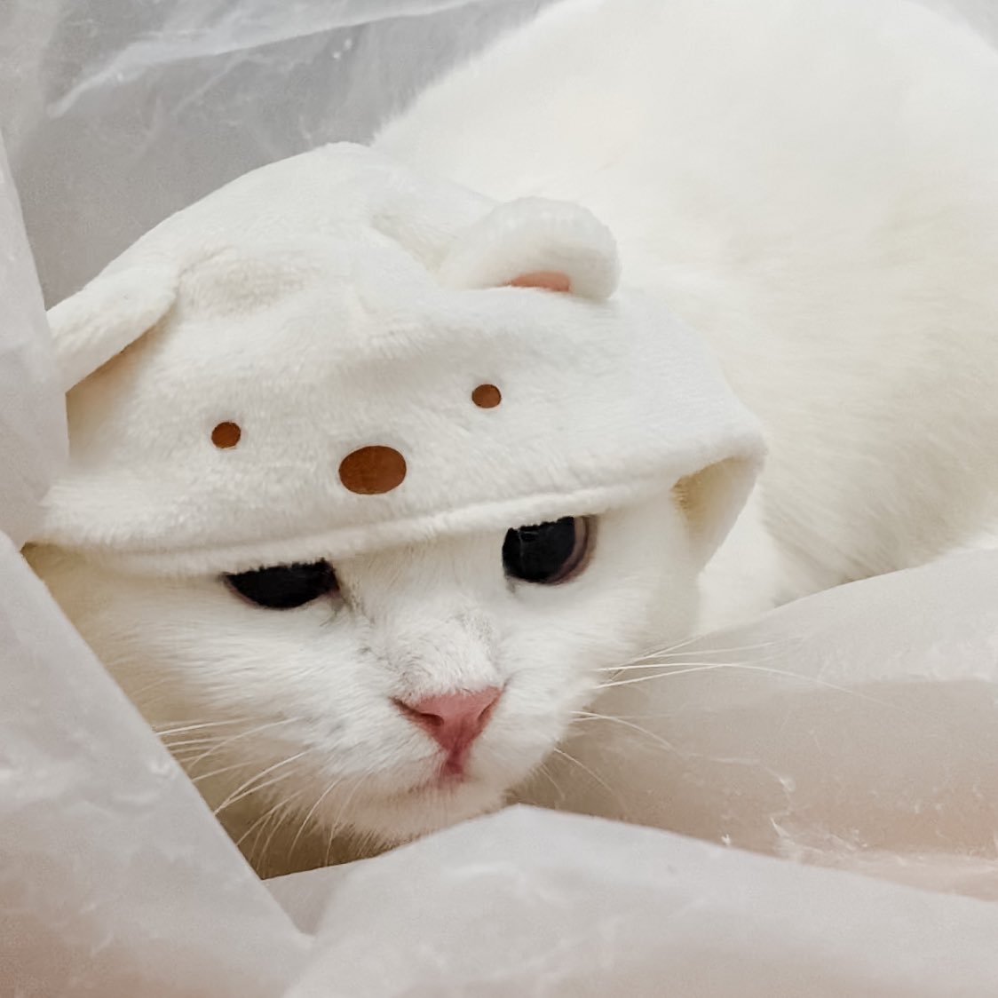 ૮꒰˵• ﻌ •˵꒱ა tweet media