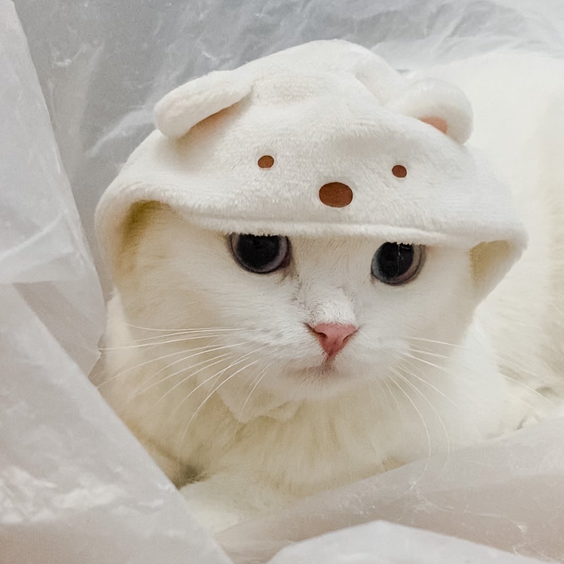 ૮꒰˵• ﻌ •˵꒱ა tweet media