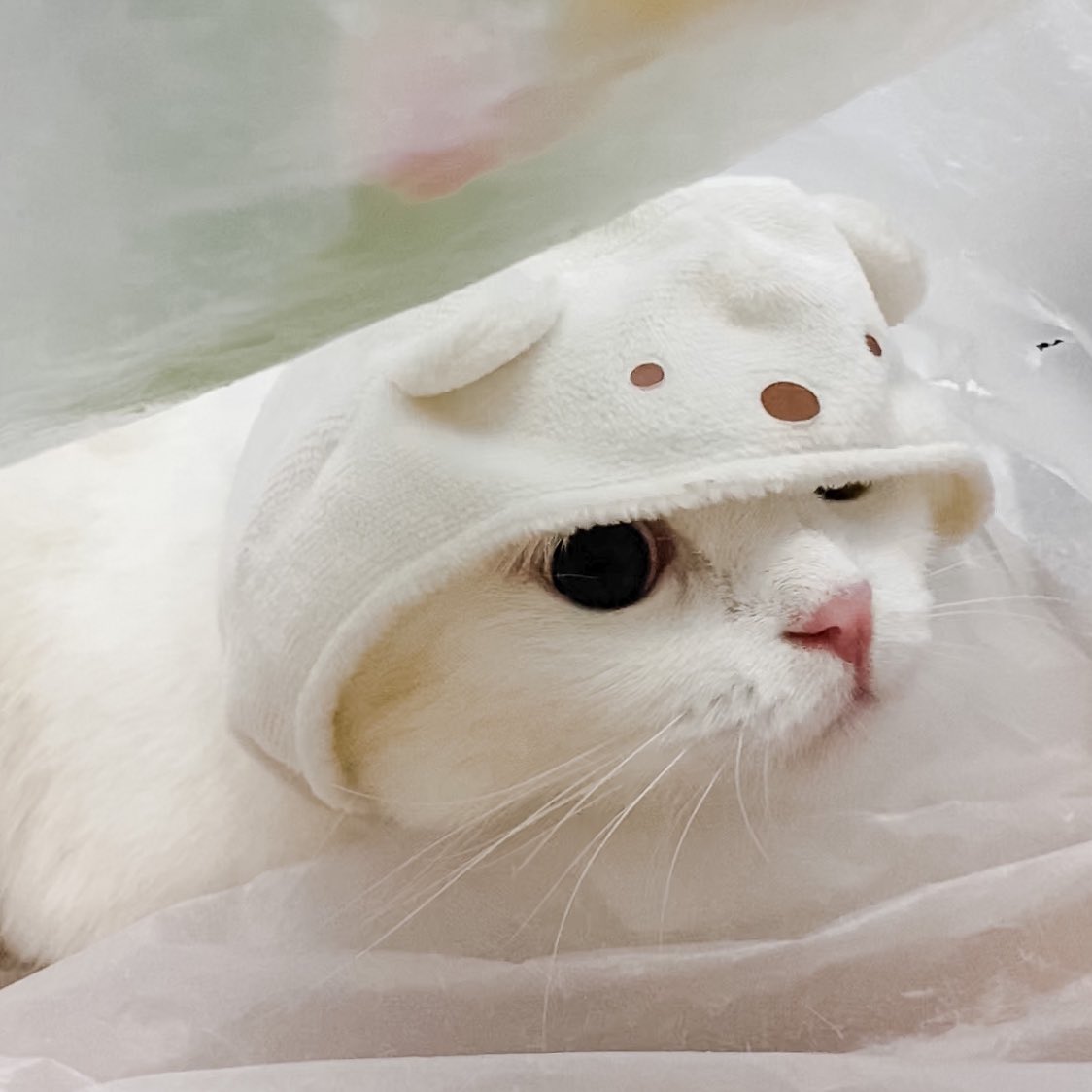 ૮꒰˵• ﻌ •˵꒱ა tweet media