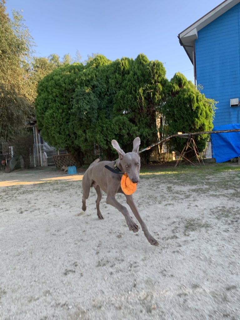 33dog_staff's tweet photo. ウィルくん♪
今日もがんばりましたー！
ボールで遊ぶ うさぎウィルくん🐰
おやつを見つけて驚く ウィルくん🐶 https://t.co/ubtkCQ25VO