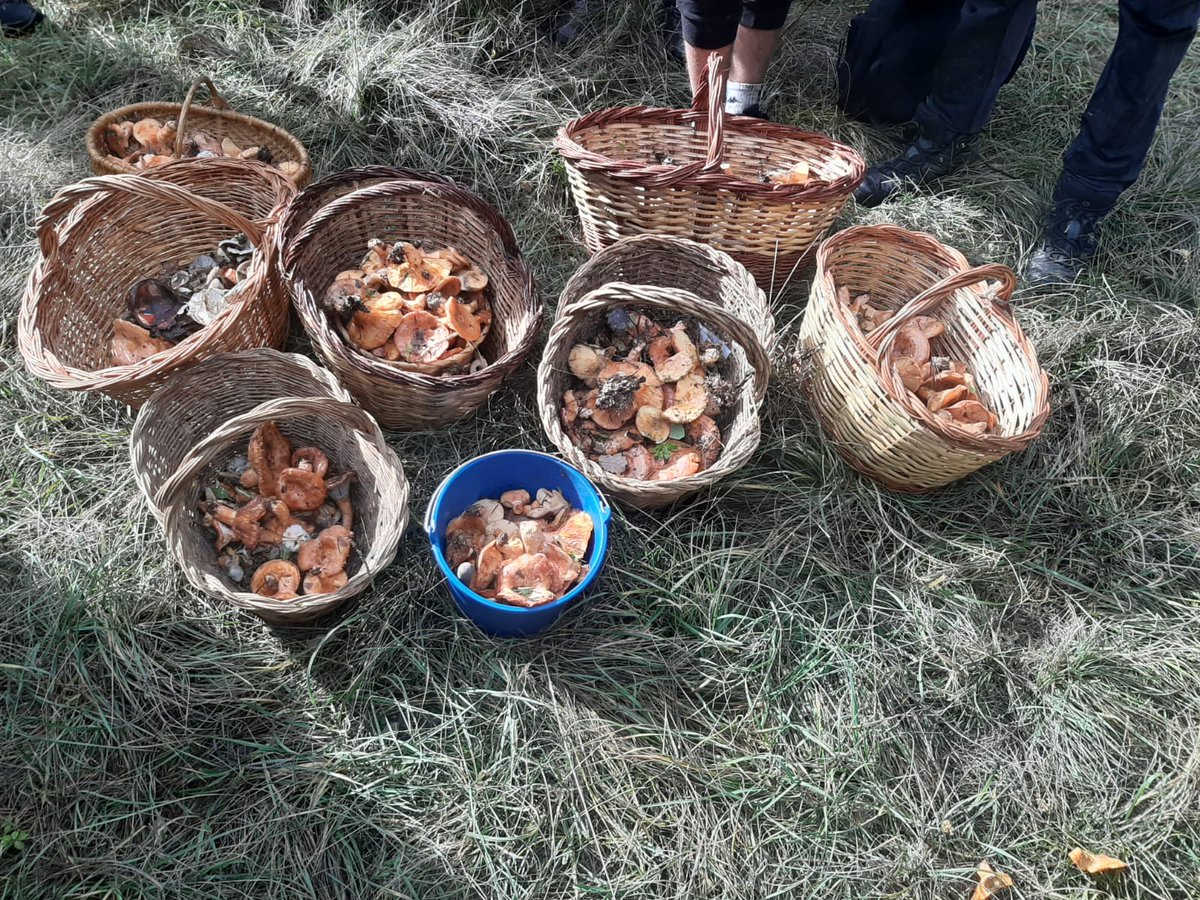 Avui sortida al bosc! Hem anat a conèixer i estudiar els diferents tipus de bolets que trobem en els nostres boscos!! @Hug_Roger_III