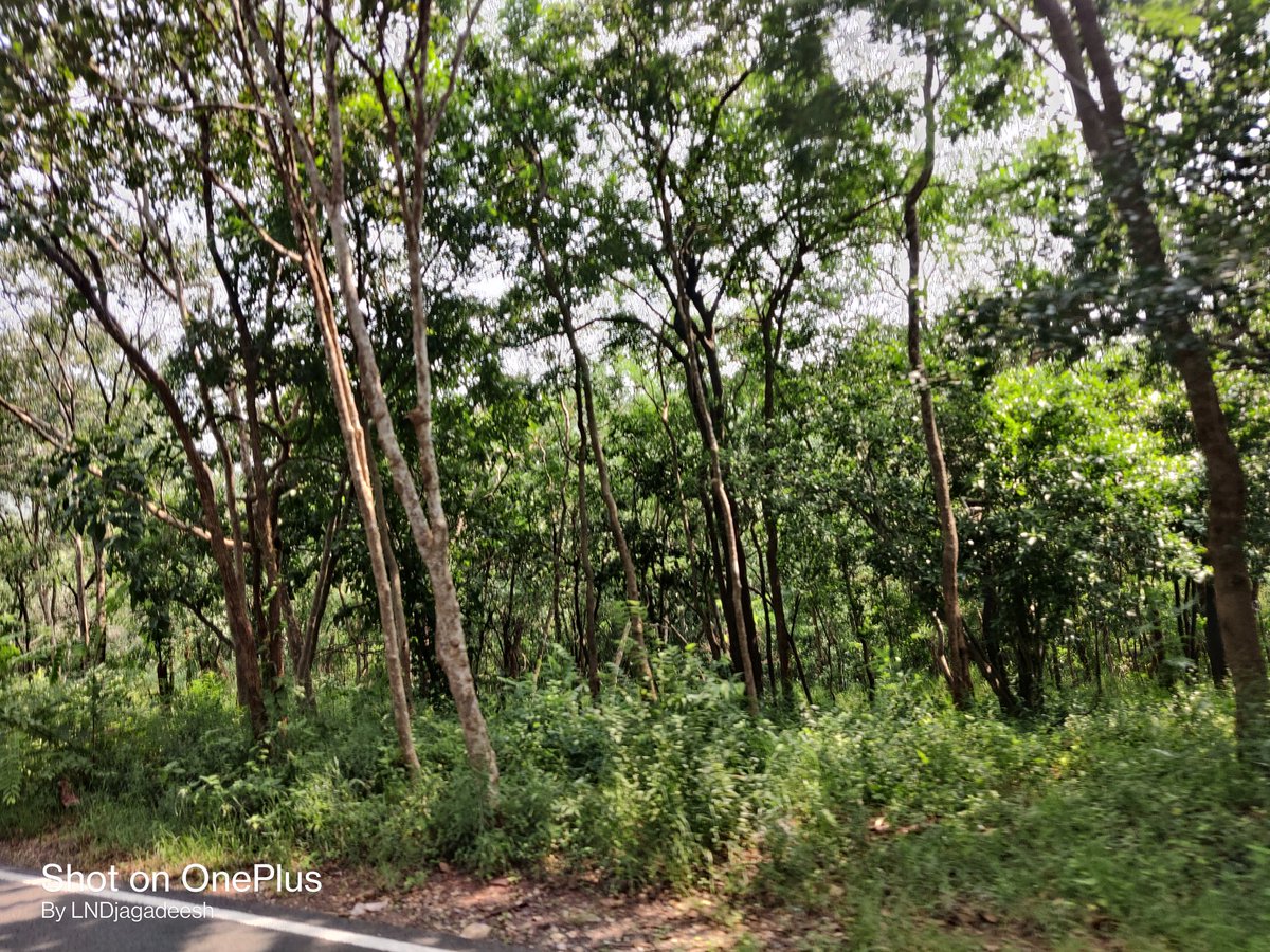 lanka_jagadeesh's tweet photo. #SideViews r #ForestNallamalla https://t.co/XA8hUzwdye