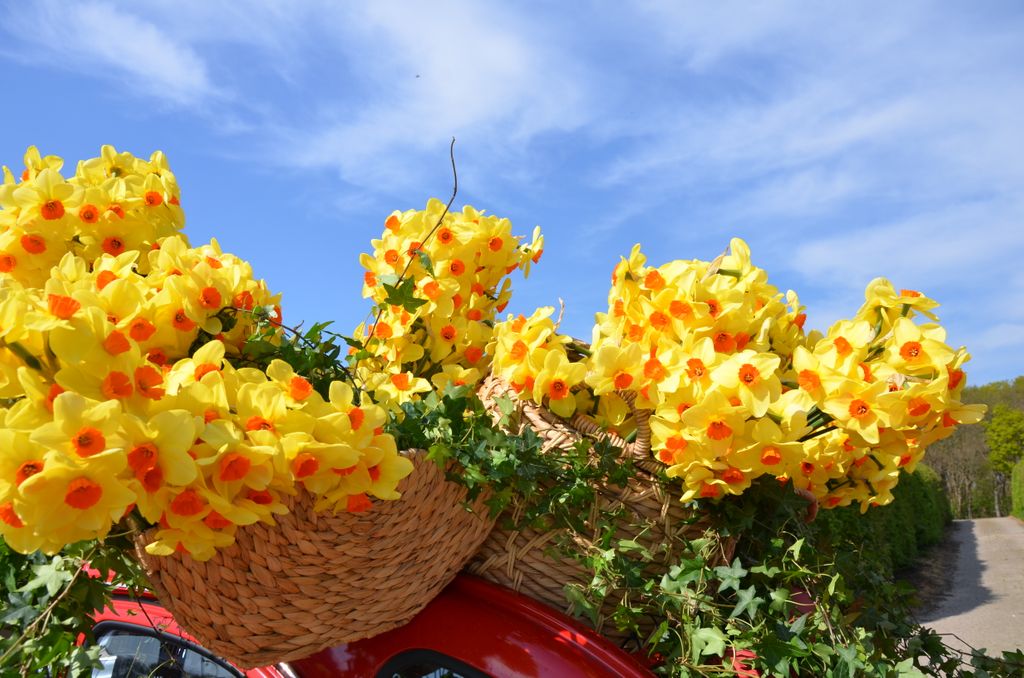 Bringing some happiness with daffodil Pipe Major #183varieties #plantingtime #daffodils #narcissus