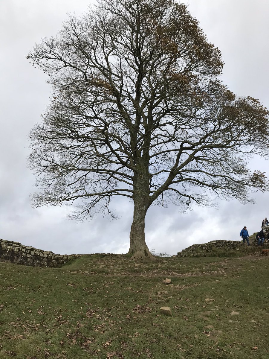 PymKathryn's tweet image. Not a bad place for a flask stop 🥰🚶‍♀️☕️ #iconictree