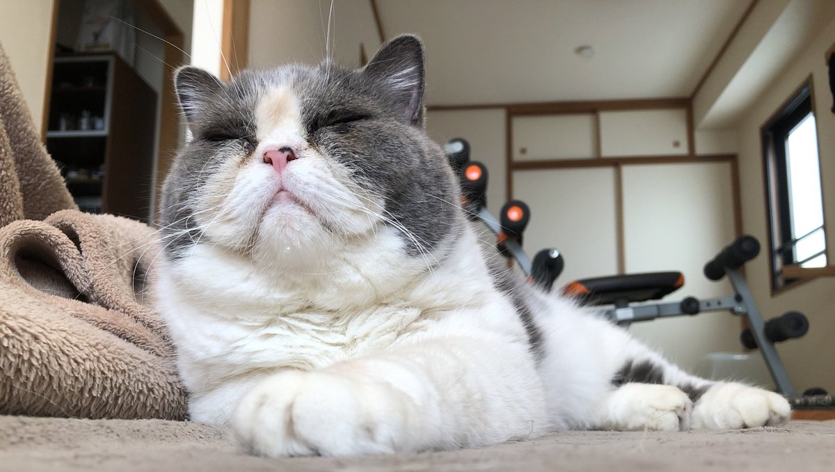 エキゾチックショートヘアという珍猫のツイートのまとめ その3 Cureco Beta エキゾチックショートヘアという珍猫のツイートのまとめ その3 Cureco Beta
