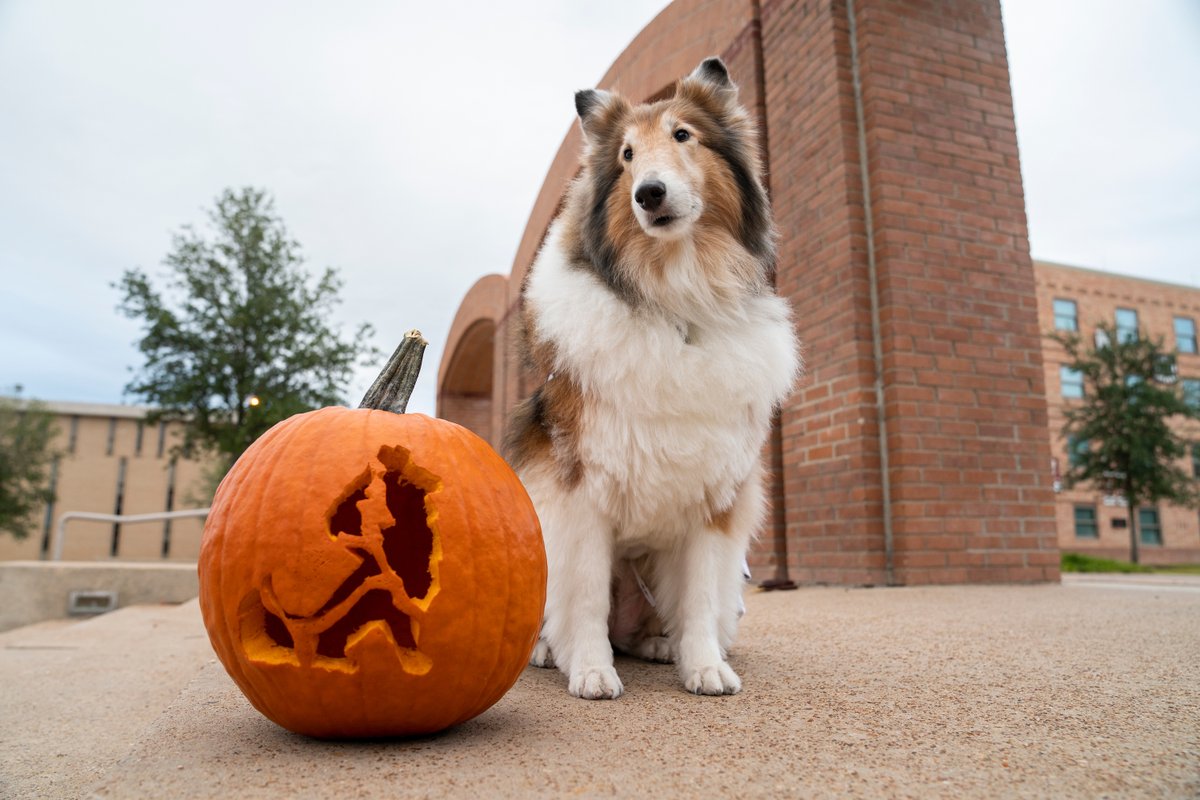 Happy #NationalPumpkinDay, my Aggies! Do you like my Rev-o'-lantern?!?🎃👍 😊