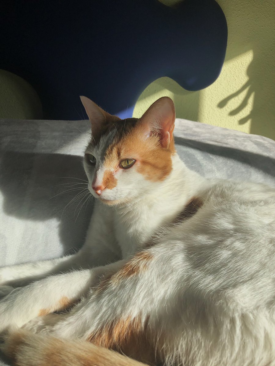 Albaee_tf's tweet photo. mi gato me ha llamado fea https://t.co/nqr0cOoWqk