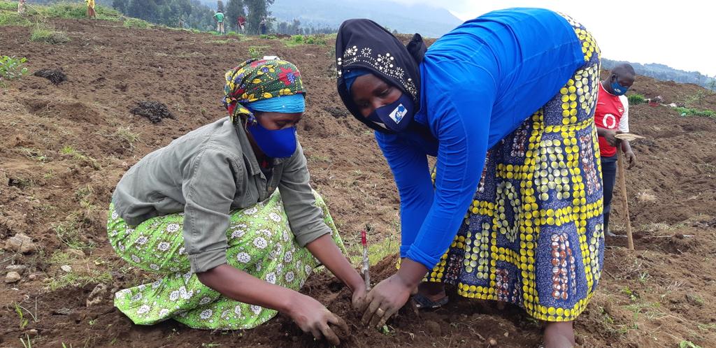 Today , 2000 grafted apple trees (Gala ,Granny , red delicious ,Golden  delicious  varieties ) were planted on 4 different sites owned by coops supported by <a href="/AgriterraRwanda/">Agriterra Rwanda</a> located in Musanze and Gicumbi districts . Many thanks to <a href="/RwandaAgri/">Ministry of Agriculture & Animal Resources |Rwanda</a> @Janveltmans  for support