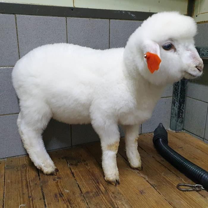 orangemorange's tweet photo. I honestly love these transformations so much! 🐑 https://t.co/GU3WcZQ86o