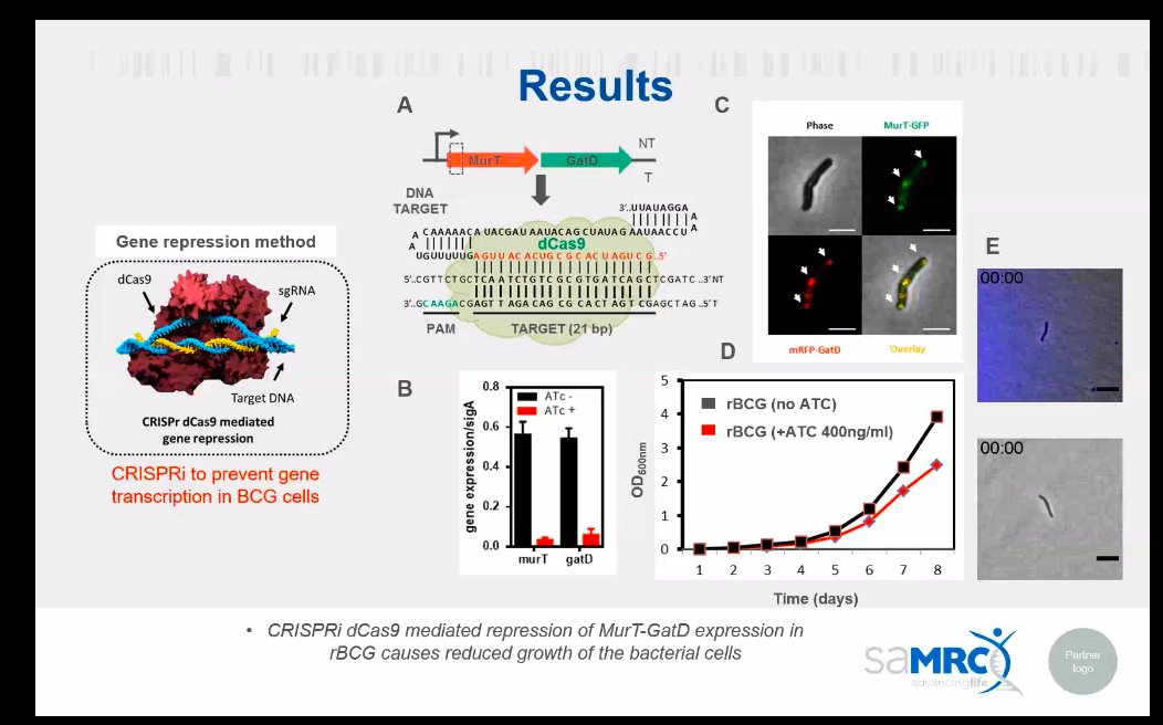 Elody_scientist's tweet image. Silencing Murt-GatD with CRISPRi results in reduced cell growth, suggesting that it may be a good target for BCG vaccines #ECSC2020