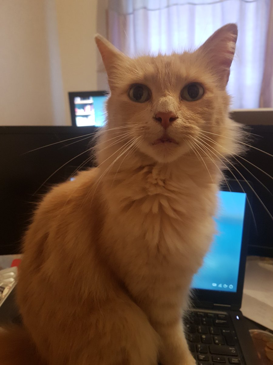 FnFWythall's tweet photo. @Number10cat https://t.co/bMjyG1585x