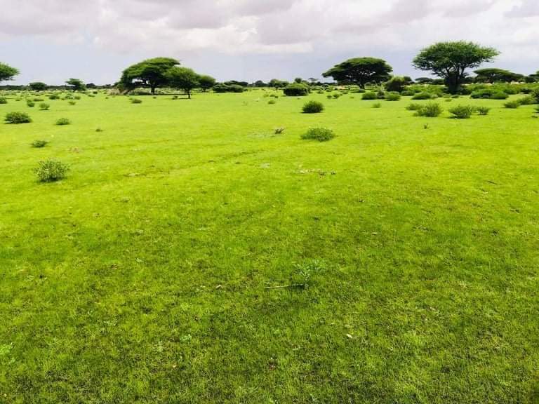 Duleedka #Cadaado oo Barwaaqo Sooran ah Roob maal mahan  ka Da,ay Dhulka Miyiga ah Ee Cadaado Hoostaga Oo ilqabad  leh 
@CadaadoCity
#Galmudug 
#somalia 
📷 Abdirahman Kooble