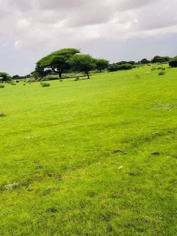 Rooblecadde's tweet photo. Duleedka #Cadaado oo Barwaaqo Sooran ah Roob maal mahan  ka Da,ay Dhulka Miyiga ah Ee Cadaado Hoostaga Oo ilqabad  leh 
@CadaadoCity
#Galmudug 
#somalia 
📷 Abdirahman Kooble https://t.co/x1kMvHLDfZ