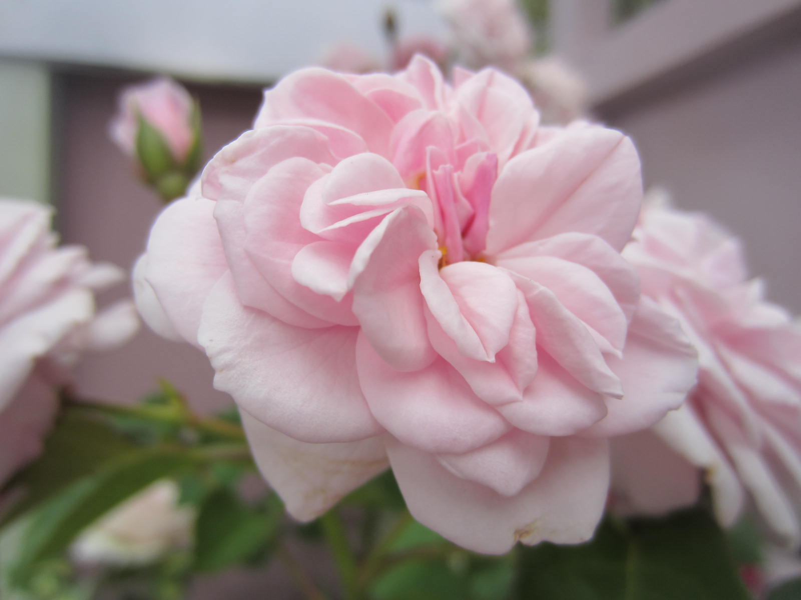 ゆぅー 薔薇の呟きno2628 エンジェルハート 桜色の花びら 天使の羽 薔薇 写真好きな人と繫がりたい ファインダー越しの私の世界 ゆぅーの花 Tlを花でいっぱいにしよう T Co J5qyr6gscq Twitter